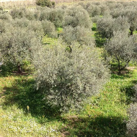 Il Cuore Degli Ulivi * Càbras